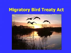 Migratory Bird Treaty Act MBTA What You Need