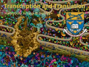 Transcription and Translation Haileybury Astana IB Biology Transcription