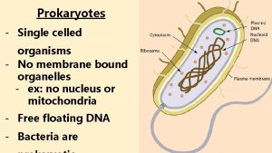 Prokaryotes Single celled organisms No membrane bound organelles