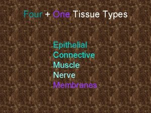 Four One Tissue Types Epithelial Connective Muscle Nerve