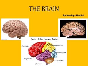 THE BRAIN By Sandhya Manthri View of brain