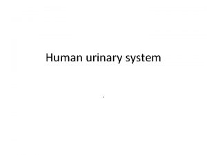 Human urinary system Structure of urinary system It