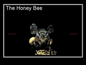 The Honey Bee Why are all the Honey