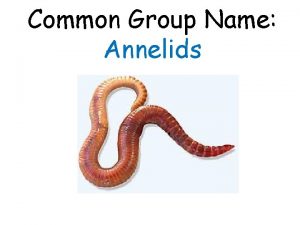 Common Group Name Annelids Phylum Annelida Examples Oligochaetes