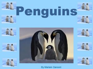 Penguins By Mariam Qarooni Penguins By Mariam Qarooni