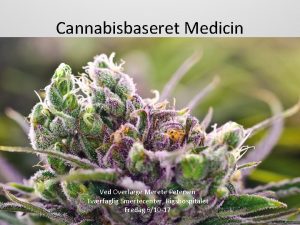 Cannabisbaseret Medicin Ved Overlge Merete Petersen Tvrfaglig Smertecenter