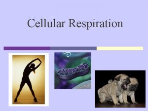 Cellular Respiration Chemical Energy Cellular Respiration is how