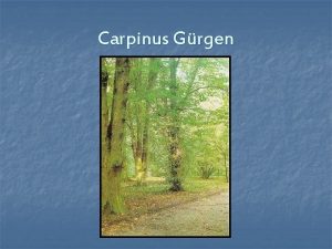 Carpinus Grgen Girintili grimsi kabuklu gvdelere sahip aa