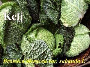 Kelj Brassica oleracea var sabanda L Ime potie