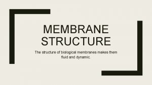 MEMBRANE STRUCTURE The structure of biological membranes makes