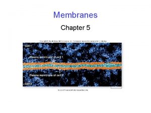 Membranes Chapter 5 Membrane Structure Fluid mosaic model