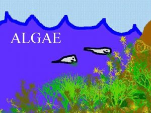 ALGAE Algae What is it Algae are plantlike