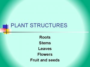 PLANT STRUCTURES Roots Stems Leaves Flowers Fruit and