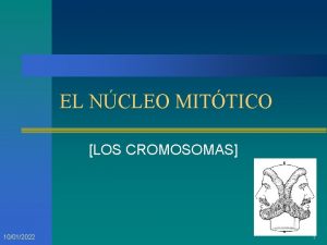 EL NCLEO MITTICO LOS CROMOSOMAS 10012022 1 ESTRUCTURA