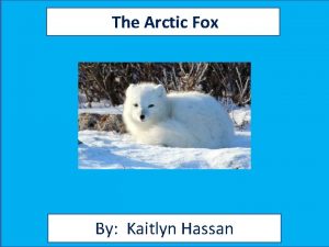 The Arctic Fox By Kaitlyn Hassan Animal Facts