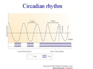 Circadian rhythm asov kompartmentace nkter druhy sinic fixuj