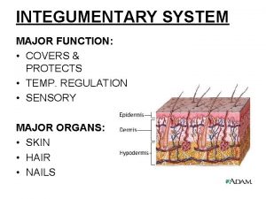 INTEGUMENTARY SYSTEM MAJOR FUNCTION COVERS PROTECTS TEMP REGULATION