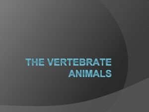 THE VERTEBRATE ANIMALS All Vertebrates are Chordates Phylum