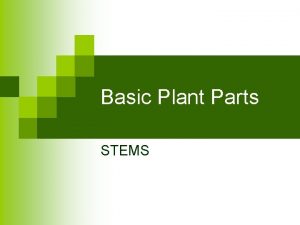 Basic Plant Parts STEMS What type of plant