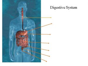 Digestive System oesophagus Food is pushed down this