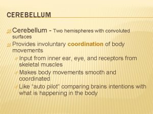CEREBELLUM Cerebellum surfaces Two hemispheres with convoluted Provides