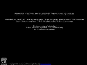 Interaction of Baboon AntiGalactosyl Antibody with Pig Tissues