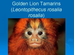 Golden Lion Tamarins Leontopithecus rosalia Some General Info