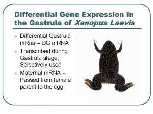 Differential Gene Expression in the Gastrula of Xenopus