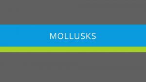 MOLLUSKS WHAT IS A MOLLUSK Phylum Molluska Softbodied