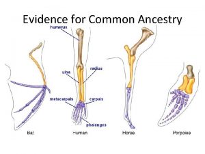 Evidence for Common Ancestry What evidence can scientists