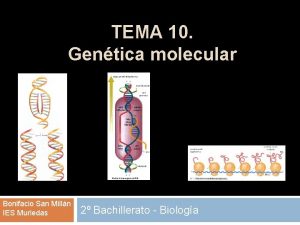 TEMA 10 Gentica molecular Bonifacio San Milln IES