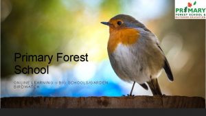 Primary Forest School ONLINE LEARNING BIG SCHOOLSGARDEN BIRDWATCH