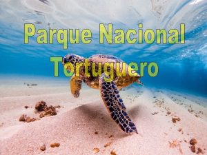 El Parque Nacional Tortuguero est ubicado en Costa