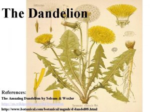 The Dandelion References The Amazing Dandelion by Selsam