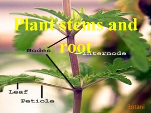 Plant stems and root Botani Plant stem STEMS