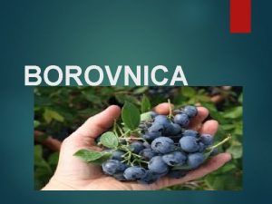 BOROVNICA Korijen borovnica ima iliast korijen uglavnom se