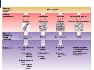 Connective tisse By Dr PARDEEP KUMAR Connective tissue