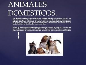 ANIMALES DOMESTICOS Los animales domsticos son pequeos o