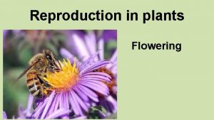 Reproduction in plants Flowering Understandings Flowering involves a