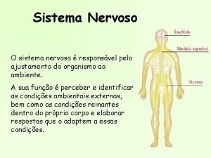 Sistema Nervoso O sistema nervoso responsvel pelo ajustamento