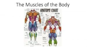 The Muscles of the Body Muscles of the