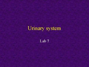 Urinary system Lab 7 Announcements Urinary system Lab