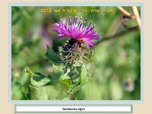 Centaurea nigra Orchis purpurea Serapias parviflora Hedysarum coronarium