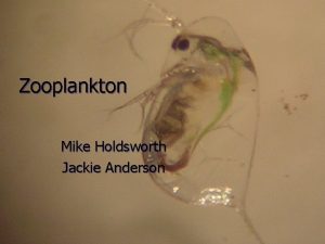 Zooplankton Mike Holdsworth Jackie Anderson Importance of Zooplankton