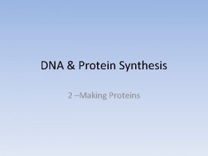 DNA Protein Synthesis 2 Making Proteins Your challenge