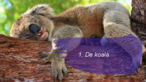 1 De koala De koala is een buideldier