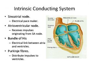 Intrinsic Conducting System Sinoatrial node Electrical pace maker