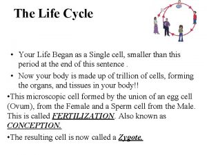 The Life Cycle Your Life Began as a