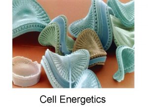 Cell Energetics Key Concepts All cells need chemical