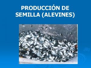 PRODUCCIN DE SEMILLA ALEVINES Factores que afectan la